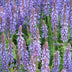 6x Salvia nem. 'Caradonna' - Stauden - 10-25cm Bild 6