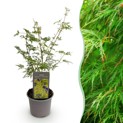 Acer palmatum 'Emerald Lace' - Japanischer Fächerahorn - 35cm