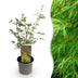 Acer palmatum 'Emerald Lace' - Japanischer Fächerahorn - 35cm Bild 1