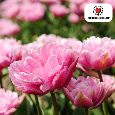 Tulpenzwiebeln Columbus – 20 Stück | KH Bloembollen® | Roze-Witte Dubbele Pioentulp – Elegant & Vol – Voor Tuin of Pot – Maat 11/12 – Vers van de Teler!