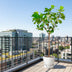 Ficus Lyrata Baum XXXL - Geigenfeige, 270cm, Ø45 Bild 3
