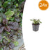 24x Bugleweed 'Catlin's Giant' - Groundcover, 10-25cm Bild 1