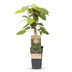 Kiwiberry 'Weiki' (male) – Red/Purple Fruits, 15cm pot Bild 2