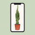 Euphorbia Trigona - Afrikanischer Milchbaum Ø17cm, 70cm hoch Bild 5