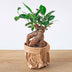 Ficus microcarpa Ginseng Bonsai - Topfgröße 9 cm Bild 3