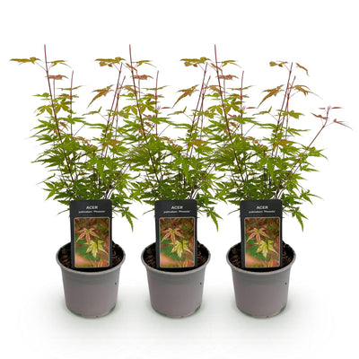 Acer palmatum Phoenix: 3x rosa Zwerg-Ahorn, pflegeleicht, 35cm