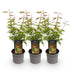 Acer palmatum Phoenix: 3x rosa Zwerg-Ahorn, pflegeleicht, 35cm Bild 2