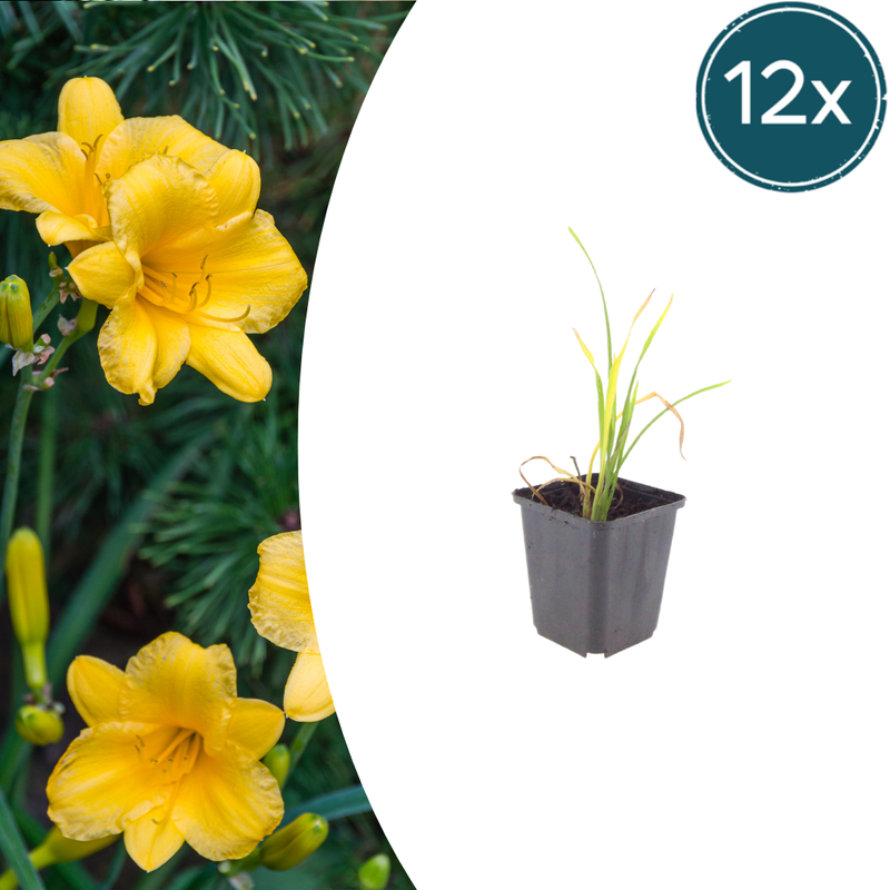 12x Taglilie 'Stella de Oro' - 10-25cm Höhe, 9cm Topf
