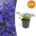 60x Stern-Glockenblume 'Stella' - 10-25cm - Ø9cm Bild 1
