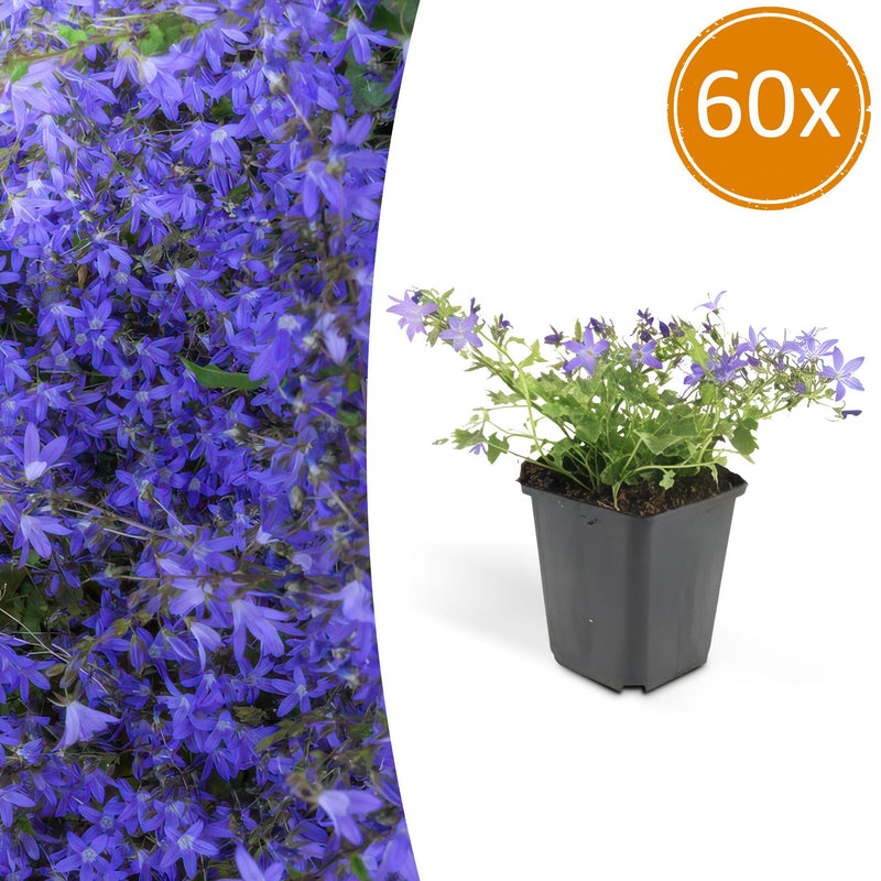 60x Stern-Glockenblume 'Stella' - 10-25cm - Ø9cm