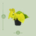 Philodendron Lime (Ø12cm, ↕20cm) - Easy-Care Houseplant Bild 2