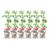 GreenboutiQ - Obstpflanzen - Taybes - Rubus Tayberry - Winterhart - 6 Pflanzen - Topf 9 cm - Rote Johannisbeere Bild 2