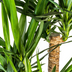Yucca Elephantipes Verzweigt, Topf Ø24cm, 80-100cm Bild 5