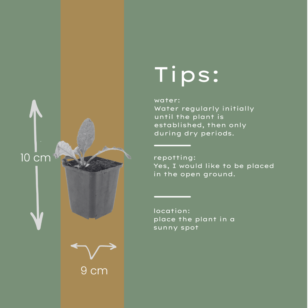 12x Kugeldistel (Echinops ritro), 10-25cm Höhe, Ø9cm Topf