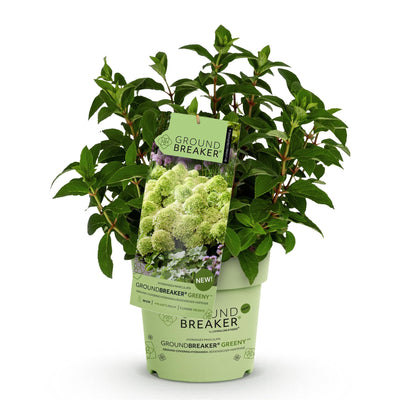 Hydrangea Groundbreaker Greeny: Winterharte Rispenhortensie, creme-grün