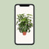 Schefflera Actinophylla Amate - Ø30cm - ↕120cm Bild 5
