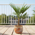 Trachycarpus Fortunei Palme - 90-100cm - Ø21 Bild 3
