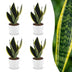 Green boutiQ - Sansevieria Future Superb - Bogenhanf - 4 Pflanzen - mit Potter Weiß - Topf 12cm - Höhe - 35cm Bild 1