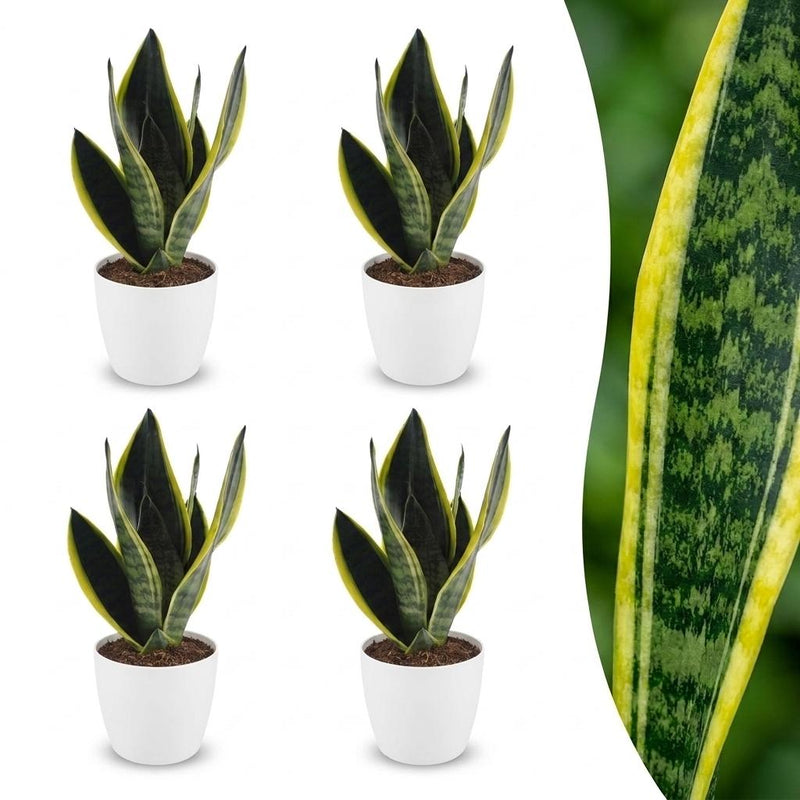 Green boutiQ - Sansevieria Future Superb - Bogenhanf - 4 Pflanzen - mit Potter Weiß - Topf 12cm - Höhe - 35cm