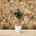 Oleander auf Stamm (90 cm, weiß) – Duftender Blickfang für sonnige Standorte Bild 4