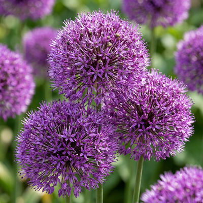 60x Zierlauch 'Purple Sensation' - Lila Blüten, Sommerblüher, Gr. 10/12