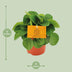 Peperomia Rana Verde: Elegant & pflegeleicht für Ihr Zuhause Bild 2