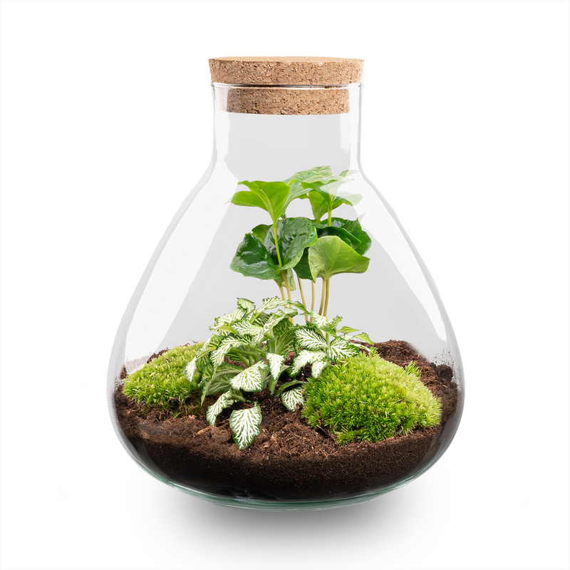 DIY-Terrarium Sammie – Dein eigenes Mini-Ökosystem