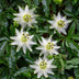 GreenboutiQ Passionsblume 'Avalanche' - Weiße Blüte, pflegeleicht, 2x Topf 11cm Bild 4