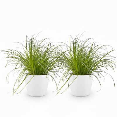 Green boutiQ Cyperus alternifolius Zumula - Katzenpflanze, 2er Set