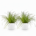 Green boutiQ Cyperus alternifolius Zumula - Katzenpflanze, 2er Set Bild 2
