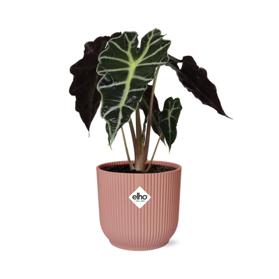 Alocasia 'Polly' im ELHO Vibes Fold Topf, 14cm, Rosa
