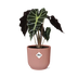 Alocasia 'Polly' im ELHO Vibes Fold Topf, 14cm, Rosa Bild 1