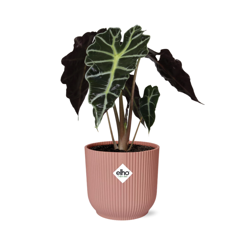 Alocasia 'Polly' im ELHO Vibes Fold Topf, 14cm, Rosa