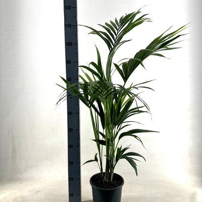 Kentia Palme (Howea Forsteriana) - 110cm, Ø21cm Topf - EcoLine