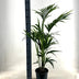 Kentia Palme (Howea Forsteriana) - 110cm, Ø21cm Topf - EcoLine Bild 2