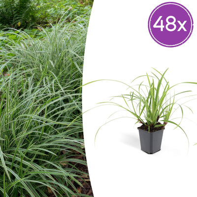 48x Carex morrowii 'Ice Dance' Bodendecker, 10-25cm, Ø9cm