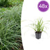 48x Carex morrowii 'Ice Dance' Bodendecker, 10-25cm, Ø9cm Bild 1