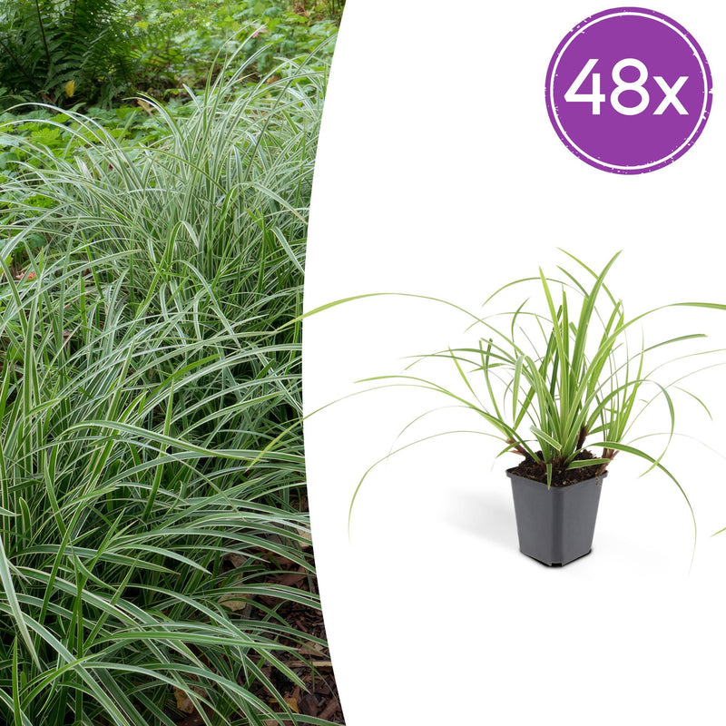 48x Carex morrowii 'Ice Dance' Bodendecker, 10-25cm, Ø9cm