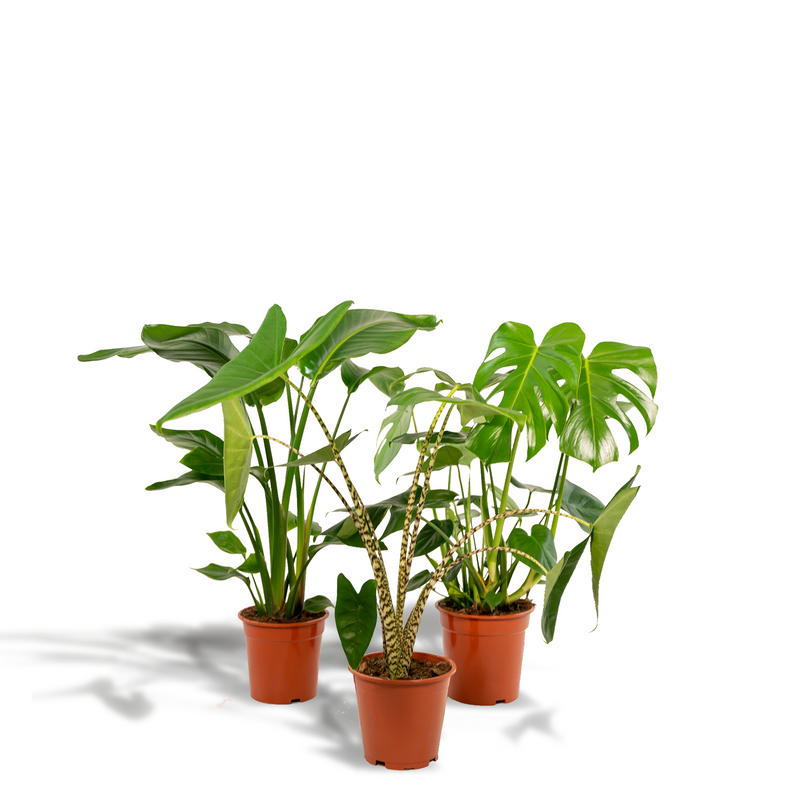 Pflanzen-Set: Monstera, Alocasia, Strelitzia für Ihr Zuhause