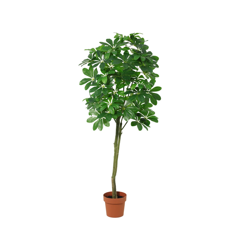 Kunst Pachira Aquatica (Geldbaum) - Künstliche Pflanze 150cm