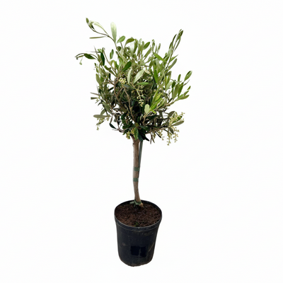 Olea Olivenbaum – Ø15cm – Topfhöhe 60cm