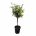 Olea Olivenbaum – Ø15cm – Topfhöhe 60cm Bild 1