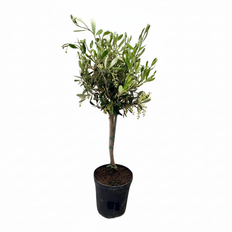 Olea Olivenbaum – Ø15cm – Topfhöhe 60cm