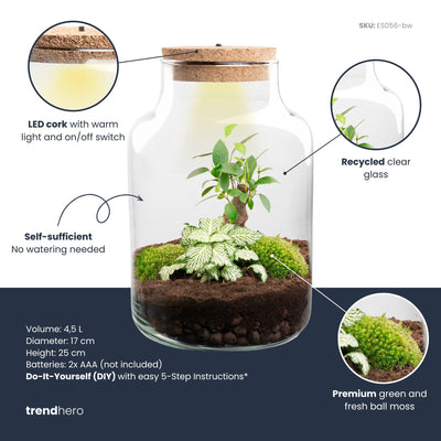 DIY Pflanzen-Terrarium mit Licht: Little Milky Bonsai