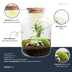 DIY Pflanzen-Terrarium mit Licht: Little Milky Bonsai Bild 2