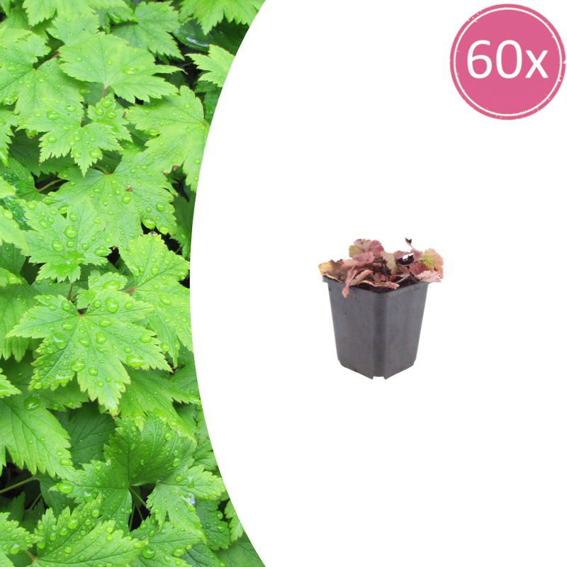 Tiarella cordifolia 60x, 10-25cm height, 9cm pot