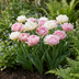 12x Tulipa Double Sensation - gefüllte Frühlingstulpen, Zwiebelgröße 11/12 Bild 2