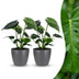 Green boutiQ - Monstera Deliciosa - Fensterblatt - 2 Pflanzen - mit Grau Topf - Topf 12cm - Höhe 30cm Bild 1