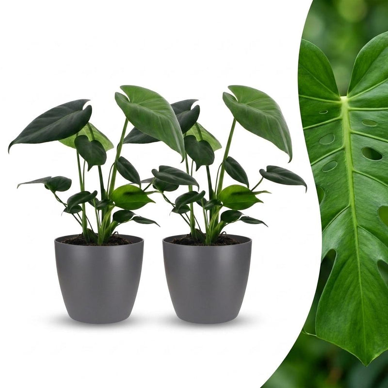 Green boutiQ - Monstera Deliciosa - Fensterblatt - 2 Pflanzen - mit Grau Topf - Topf 12cm - Höhe 30cm