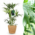 Kentia Palme (Howea Forsteriana) - Pflegeleicht & Luftreinigend, 80-85cm Bild 1